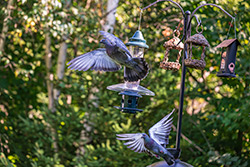 Photo Pigeon